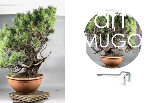 Pinus mugo bonsai alakítás a Marczika Bonsai Stúdióban