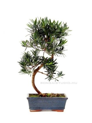 Podocarpus macrophylla - Kőtiszafa 20S (20 cm-es tálban)
