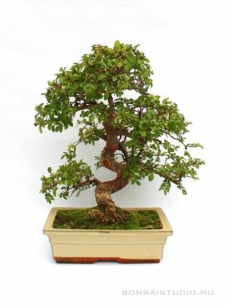 Ulmus parvifolia- Kínai szil 25S (25 cm-es tálban)