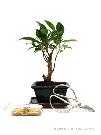 Bonsai ajándék csomag 34.