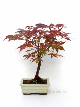 Japán juhar bonsai beige tálban