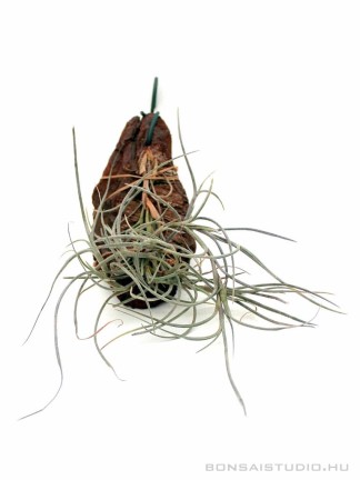 Tillandsia 'Nezley' (usneoides x mallemontii)