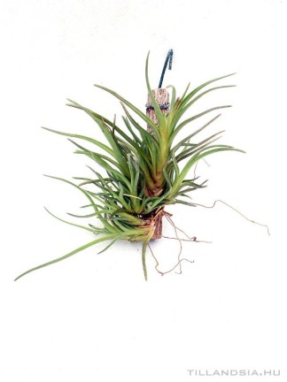 Tillandsia albertiana telep