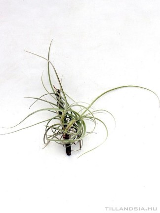 Tillandsia caliginosa x crocata