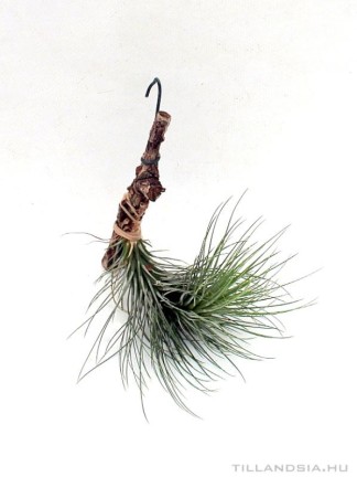 Tillandsia andreana x funckiana