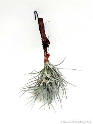 Tillandsia usneoides x crocata