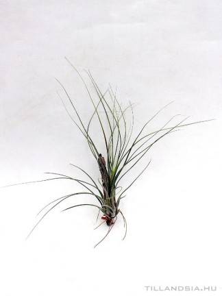 Tillandsia disticha