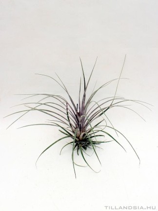Tillandsia extensa