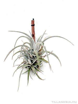 Tillandsia karwinskiana