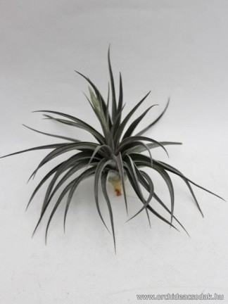 Tillandsia rauschii