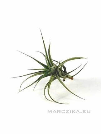 Tillandsia aeranthos sarj