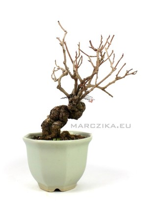 Kadsura japonica neagari bonsai Japánból 04.