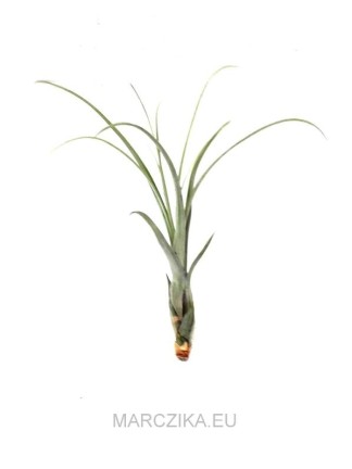 Tillandsia balbisiana - kötözetlen