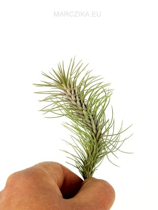 Tillandsia funckiana 2 XL