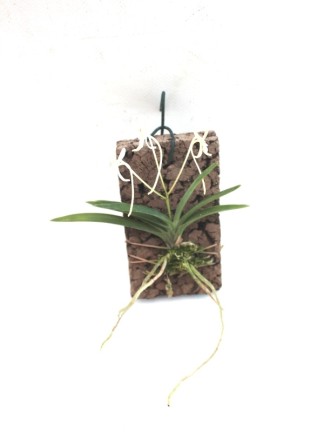 Neofinetia falcatum