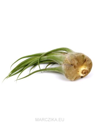 Tillandsia seleriana XL