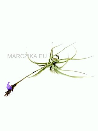 Tillandsia streptocarpa