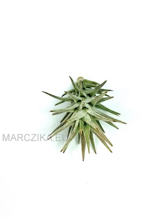 Tillandsia ionantha var. vanhyningii