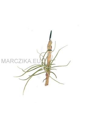 Tillandsia crocata