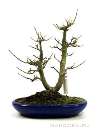 Acer palmatum 'Shishigashira' bonsai in Sokan style