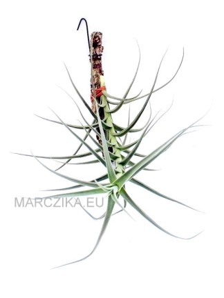 Tillandsia arhiza