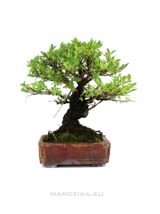 Zelkova serrata - Japanese elm shohin bonsai
