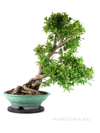 Punica granatum - Pomegranate bonsai in glazed circular pot