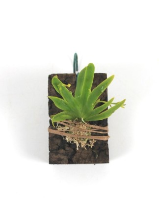 Erycina pusilla