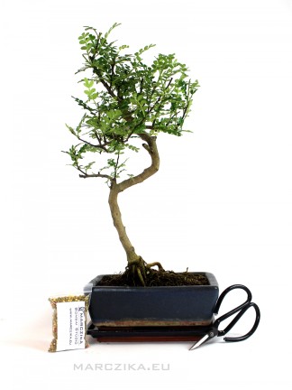 Bonsai gift package - Zanthoxyllum piperitum -  Japanese pepper 20S