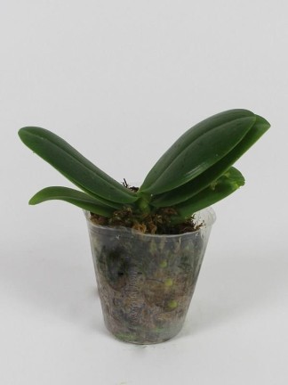 Phalaenopsis Allura 'Andromeda'