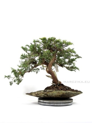 Juniperus sabina pre bonsai with double trunk