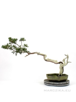 Bunjin juniper bonsai raw material - Juniperus sabina