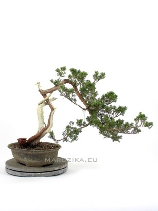Juniper pre bonsai - Juniperus sabina
