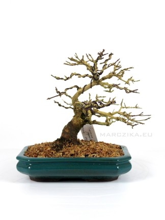 Premna japonica shohin bonsai - Stinky maple