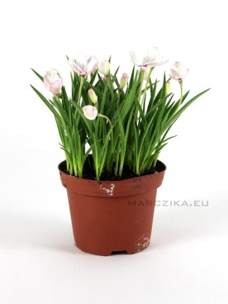 Rhodohypoxis baurii - Kaffercsillag kusamono növény 01.