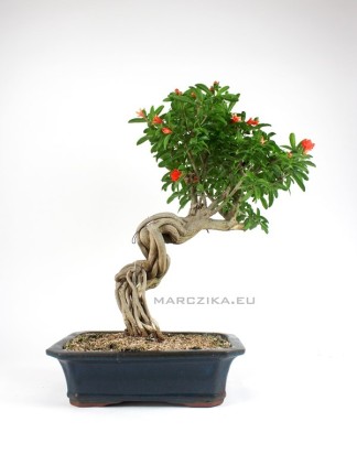 Punica granatum - Pomegranate bonsai from South Korea