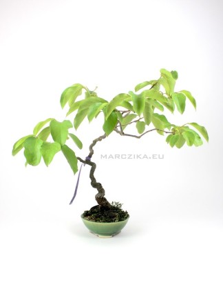 Diospyros kaki bonsai bunjin stílusban
