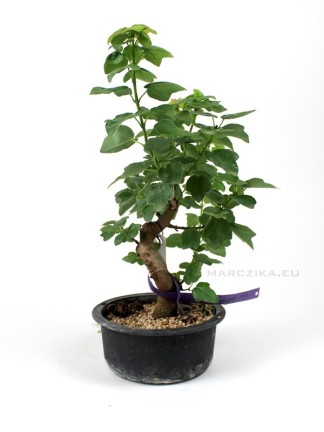 Taiwanese Trident Maple bonsai raw material