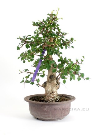 Carpinus coreana - Koreai gyertyán bonsai alapanyag