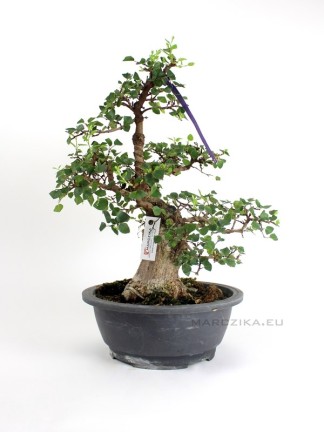 Carpinus coreana - Korean hornbeam