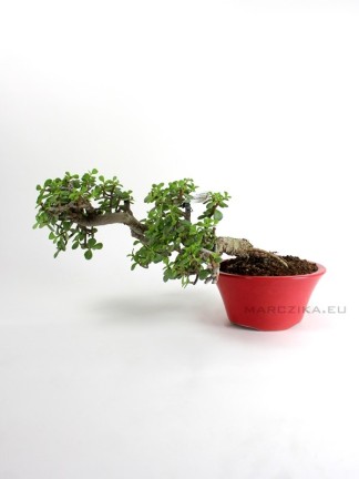 Shakan stílusú Elefántcserje bonsai - Portulacaria afra