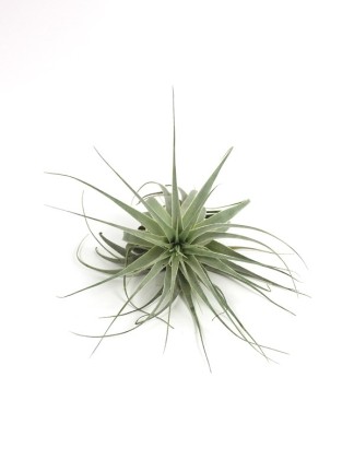 Tillandsia gardneri Morro Chapeu