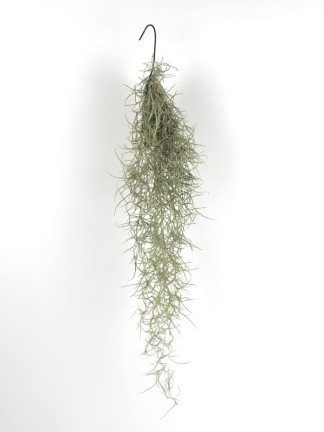 Tillandsia usneoides 40 cm