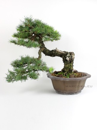 Larix decidua kaszkád bonsai