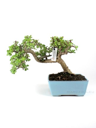 Big size half cascade Porkbush - Portulacaria afra bonsai