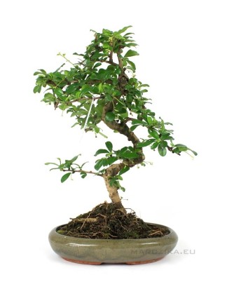 Carmona macrophylla - Fukien tea bonsai