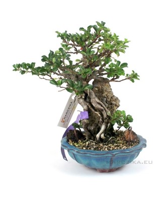 Chaenomeles speciosa - sekijoju style shohin bonsai