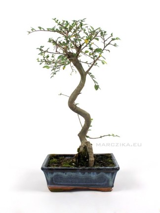 Chinese elm bonsai raw material