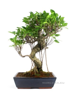 Ficus retusa