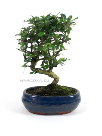 Borágófa - Carmona macrophylla hajlított törzsű bonsai 03.